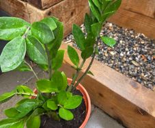 Indoor plant