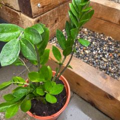 Indoor plant