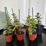 Cacti & Succulents Image 7