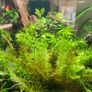 Aquarium plants Image 2