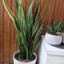 Few plant pots, in different varieties. Image 4