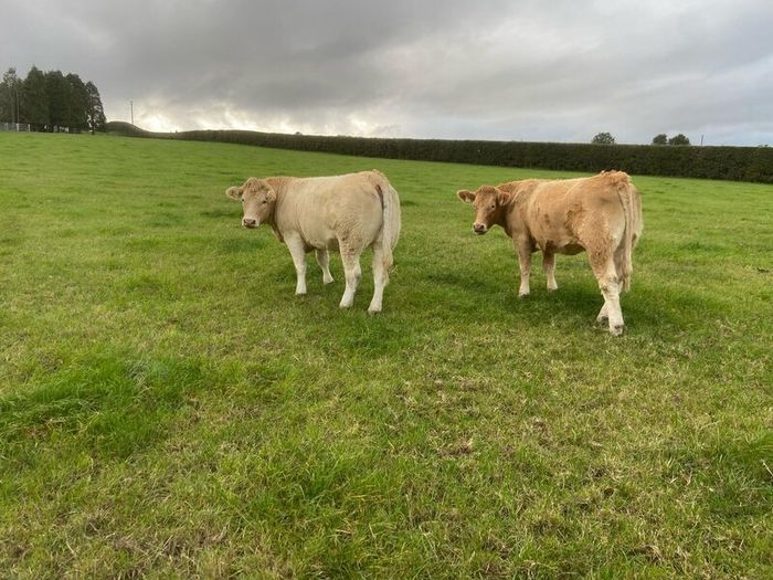 Cattle