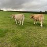 Cattle Image 2