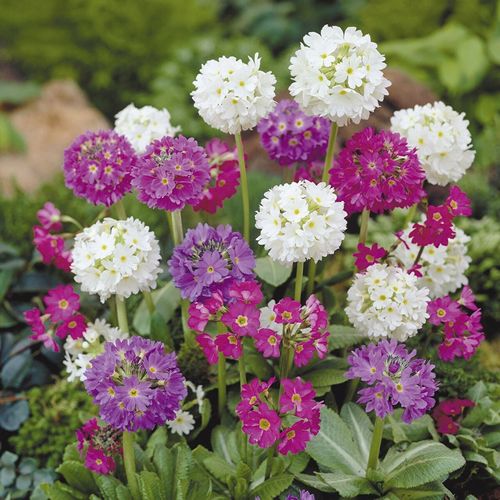 (P) Drumstick  Primrose Nepal Mix seeds 0.05g (432042)