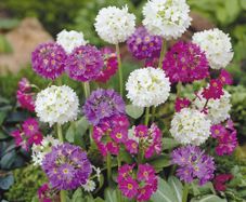 (P) Drumstick  Primrose Nepal Mix seeds 0.05g (432042)