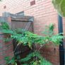 Medium-Large Acasia Tree in a pot Image 2
