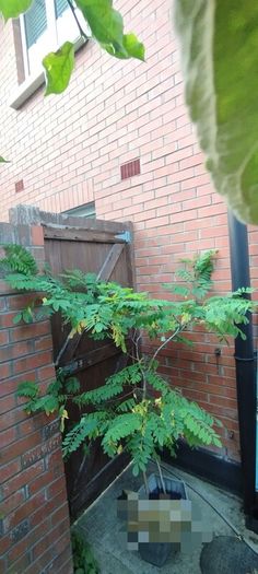 Medium-Large Acasia Tree in a pot
