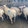 Sheep show and sale Image 4