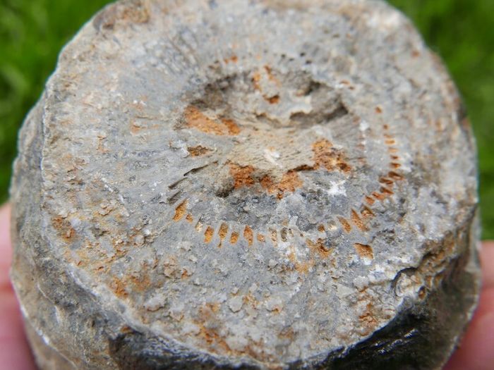 Big Coral fossil w/ complete silicification