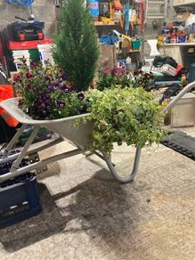 wheelbarrow planter