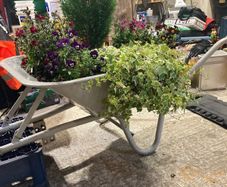 wheelbarrow planter