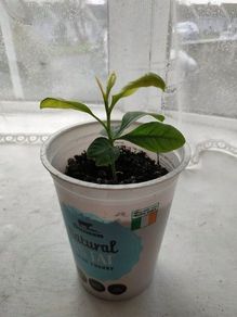Mandarin Plant