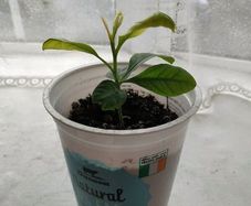 Mandarin Plant
