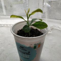 Mandarin Plant