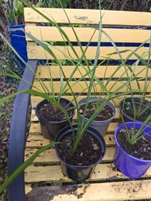Cordyline plants