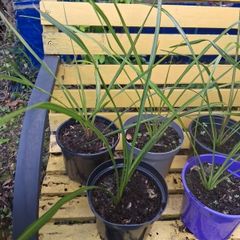 Cordyline plants