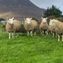 Cheviot Ram Lambs Image 3