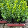 Box Hedging Image 3