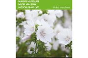 Buzzy Musk Mallow Alba Seeds 0.5g | Sow in July - August