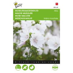 Buzzy Musk Mallow Alba Seeds 0.5g | Sow in July - August