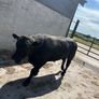 Pedigree Angus bull Image 5