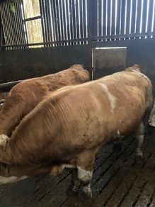 Pure bred 2yr old Simental/Fleckvieh bull