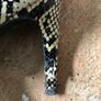 Malene Birger snakeskin stilettos Image 9