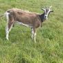Female goat Image 4