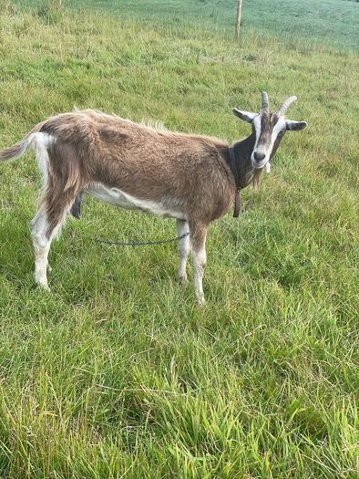 Female goat