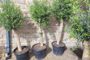 Plants available: olive tree