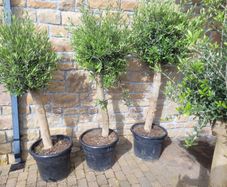 Olive tree : extra large 45cm pot