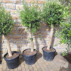 Olive tree : extra large 45cm pot