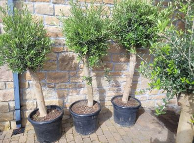 Olive tree : extra large 45cm pot