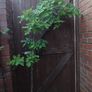 Mature Oak Tree in a Pot Image 3