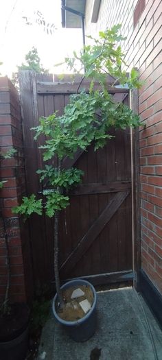 Mature Oak Tree in a Pot