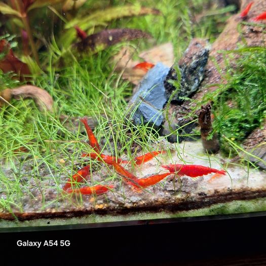 Shrimp and moss