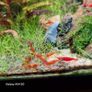 Shrimp and moss Image 3