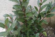 bay tree/plant