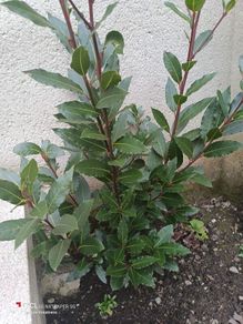 bay tree/plant