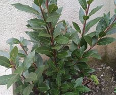 bay tree/plant