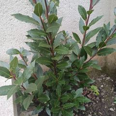 bay tree/plant