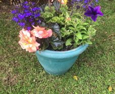 planted pot