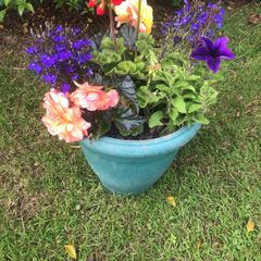 planted pot