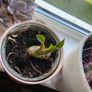 plant collection Image 7