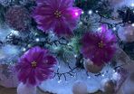 christmas tree decorations pink