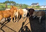 12 heifers
