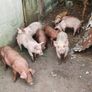 Duroc Large White Cross Pigs Image 2