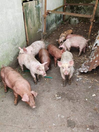 Duroc Large White Cross Pigs