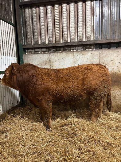 1 Pedigree limousin bull