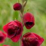 Beautiful Papilio Rubby Plants Image 4